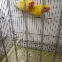 طوطی برزیلی|پرنده|میاندوآب, |دیوار