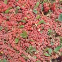 زرشک تازه درجه