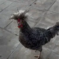 مرغ لهستانی|حیوانات مزرعه|لنجان, |دیوار