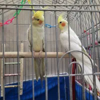 عروس هلندی جفت