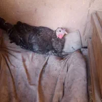 بوقلمون|حیوانات مزرعه|نیشابور, مبارکه|دیوار