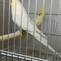 جفت عروسی هلندی|پرنده|محمدشهر, جعفرآباد|دیوار