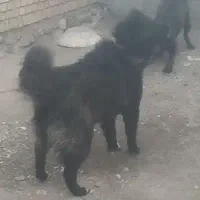 سگ خانگی