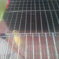 ۵قناری|پرنده|صباشهر, |دیوار