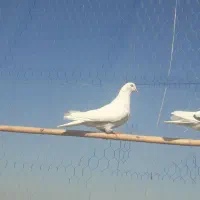 سلام یه کبوتر  ماده از نصل شمرونی|پرنده|مزرعه کتول, |دیوار