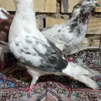 ۶عدد کبوتر.پروندنی|پرنده|شادگان, |دیوار