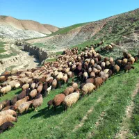 تعداد بالا میش درجه یک کردی دوبهر