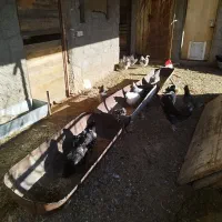 تخم مرغ نطفه دار گلین