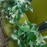 گل پتوس  زیبا وسالم