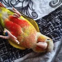 طوطی گیرینچیک|پرنده|تهران, حکیمیه|دیوار