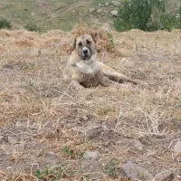 ماده خراسانی|سگ|سبلان, |دیوار
