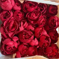 گل قرمز