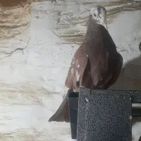 کبوتر تهرانی