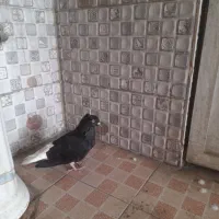 دم سفید ماده آماده جفت|پرنده|قزوین, |دیوار