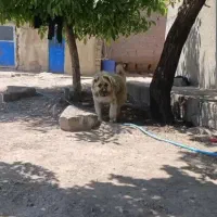 واگذاری سگ نگهبانی