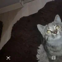 نیازمند سرپرستی بچه گربه