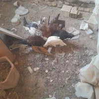 هشت عدد توتک گلین اصل|پرنده|خمینی‌شهر, |دیوار