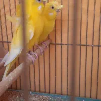 مرغ عشق|پرنده|فولادشهر, مسکن مهر فولادشهر|دیوار