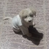 سگ پاکوتاه