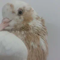 کبوتر ماده|پرنده|نجفآباد, یزدانشهر|دیوار