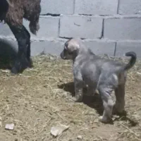 واگذاری توله سگ ماده اصیل|سگ|مهربان, |دیوار