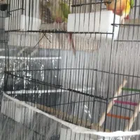 دوجفت گرینجیک چهار جفت عروس یک جفت برزیلی|پرنده|آزادشهر, |دیوار