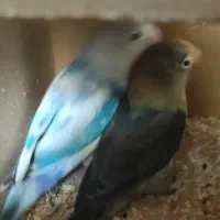 جفت طوطی برزیلی|پرنده|کازرون, |دیوار