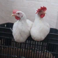 خروس