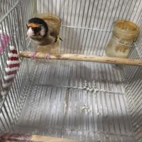 سهره زاغ|پرنده|شیراز, پودنک|دیوار