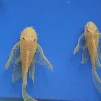 ۱ جفت کت فیش پوزه بوته ای بلوآیز سوپر باله عروسکی