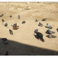 مسافتی پلاکی نامه بر شناسنامه دار کفتر کبوتر|پرنده|عطاملک, |دیوار