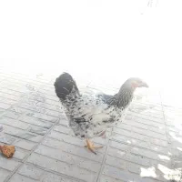 یک عدد مرغ گلپایگانی اصل