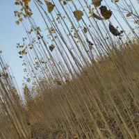 نهال سود میلیاردی با کاشت چنار|گل و گیاه طبیعی|سنندج, |دیوار