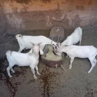 بز پاکستانی و سانا|حیوانات مزرعه|یزد, |دیوار