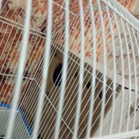 لون طوطی برزیلی ومرغ عیش در حویزه|پرنده|سوسنگرد, |دیوار