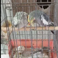 عروس هلندی چلندونی