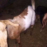 قیمت 8000000تومان|حیوانات مزرعه|بیکاه, |دیوار