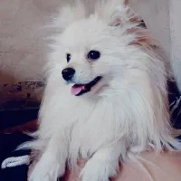 واگزاری پامرین روباهی