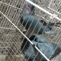 پرنده|پرنده|زرند, |دیوار
