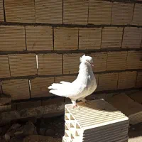 دو جفت کبوتر درشت و کشیده هوایی|پرنده|الیگودرز, |دیوار