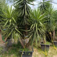 شمشاد نعنایی . پیتسپروم.اکوبا.یوکا.|گل و گیاه طبیعی|رحیم‌آباد, |دیوار