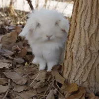 خرگوش لوپ ماده باردار چشم ابی