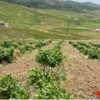 زمین کشاورزی قیمت مناسب مخصوص باغ