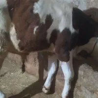 گوساله نر