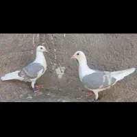 کبوتر پشت کویتی کفتر گراف موقعیت باخرز|پرنده|تربت‌حیدریه, پایانه مسافربری تربت حیدریه|دیوار
