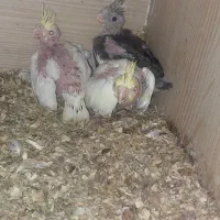 سه عدد جوجه عروس هلندی  و مرغ عشق مولد