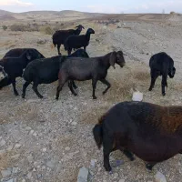 بزخیلی جوان دو رگه گوش دراز|حیوانات مزرعه|ایجرود, |دیوار