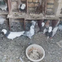 کبوتر فروشی