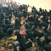 مرغ خروس سیاه جهت ذبح ،مرغ سفید مشکی قضابلا