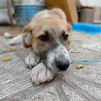 توله نر نسل سرابی سگ نگهبان1200|سگ|مشهد, کوی سیدی|دیوار